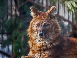 Красный волк