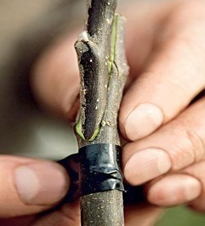 ������� ��������� � ���� �� ����.