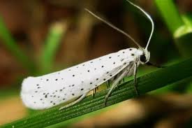 �������- ��������� ����.