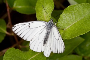 �������- ��������� ����.